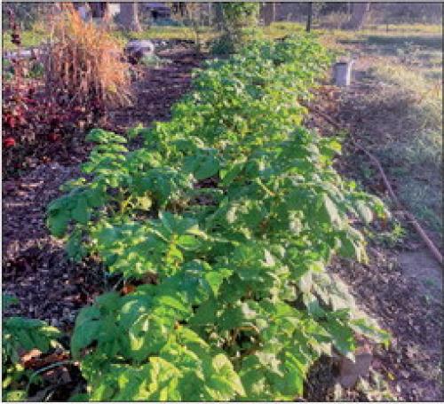 My Fall Potato and Tomato Adventures