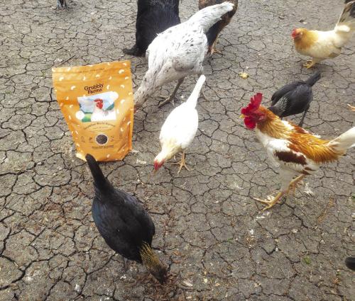 Local Non-Profit Gets 1,280-Pound Feed Donation for Rescued Chickens