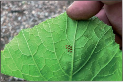 This week I noticed what appear to be squash vine borer eggs on some of my zucchini leaves. I checked all the leaves and squished all the eggs I could find.