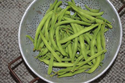 Spotlight on What Other Local Gardeners Are Doing