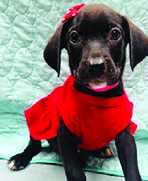 Adopt Me