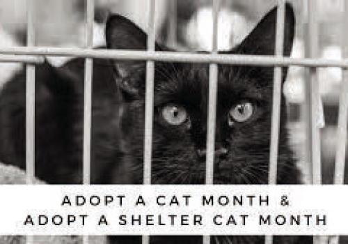 Adopt Me