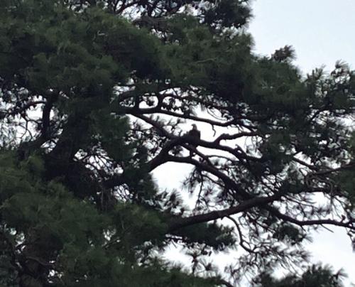 Bald Eagle Spotted Here
