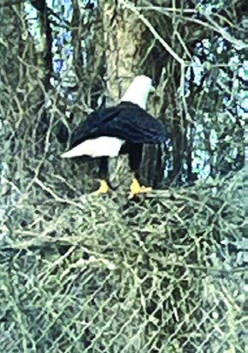 Bald Eagle Sighting