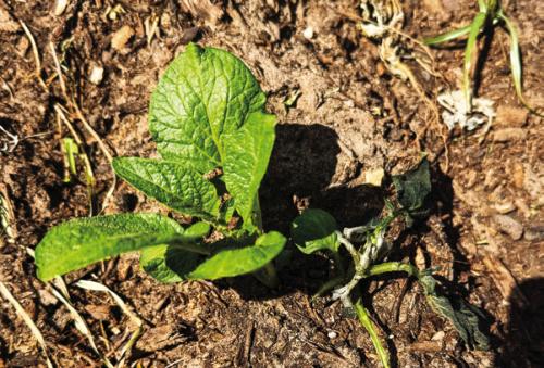 Notice the strange effects of the recent frost on one of my potato plants. This plant has two stems coming out of the same seed potato. The stem on the north side of the hill looks almost completely burned to the ground. The stem on the south side of the hill remains lush and green.