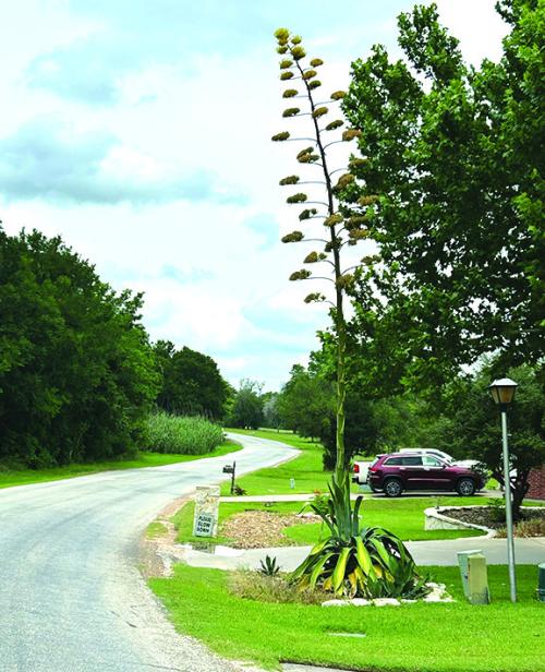 Century Plant Soars
