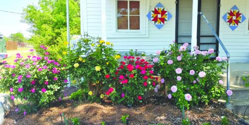 The roses in front of Zilss Hall were in full bloom for Easter weekend. Appreciation to Richard Schafer, Pat Karisch and the Bluebonnet Master Gardeners for the new flower beds that have been planted around the front entrance of Zilss Hall. It is a beautiful addition to the hall.