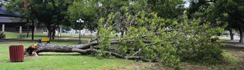 Library Tree Falls Down
