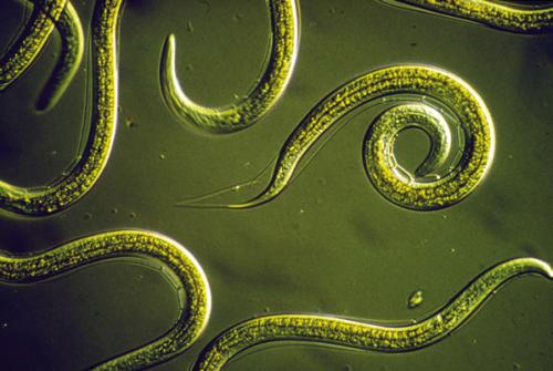 Nematodes are microscopic parasitic organisms that can be beneficial in some cases. Photo courtesy of CSIRO, via Wikimedia Commons