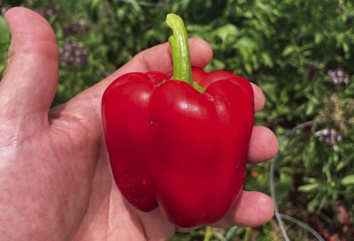 A few weeks ago I wrote about my red bell peppers rotting on the plant just as they started to ripen. For whatever reason, that problem has disappeared. My five plants are now loaded with red bells. Photos by Andy Behlen