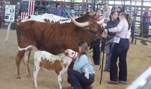 Best Little Longhorn Show in Texas Held Here