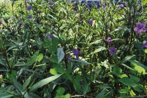 Mexican petunia has proven to be one of the hardiest plants in my landscape. But it can be quite invasive. Photo by Andy Behlen
