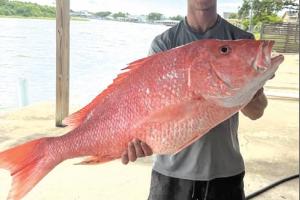 Quite a Fish Tale