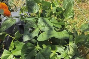 This is a single volunteer Texas cream pea plant that popped up at the edge of my garden. I planted two rows of a different variety a week ago, and I expect them to form a thick canopy of leaves to protect my soil from the blasting heat this summer. Photo by Andy Behlen