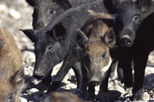 Wild hogs do a lot of damage. Texas Parks and Wildlife photo.