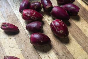 I’ve Been Harvesting Prickly Pear Fruit