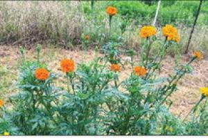 This year, I’m growing some African marigolds in my vegetable garden. Here’s a clump of them planted along the edge. Photo by Andy Behlen