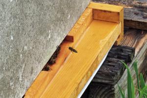 A bee carrying pollen flies into my beehive as a few others stand guard at the entrance.