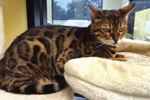 And in Other Animal Shelter News ...