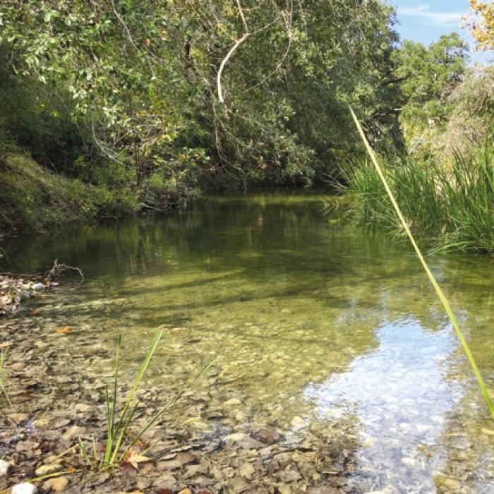 Ross Creek near Ellinger.