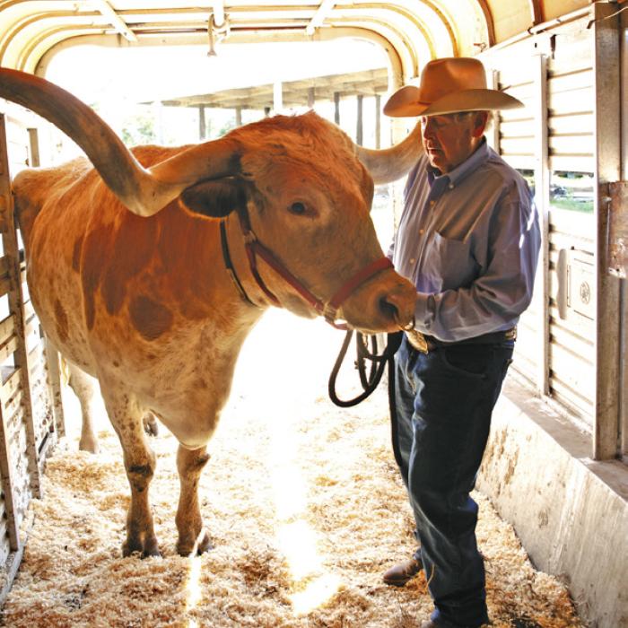 From 1 p.m. to 3 p.m. Friday Swiss Alp’s Ralph Fisher (who is on the cover of Elaine’s new book) will be here with a pair of his iconic longhorns to visit with folks and let them take pictures with the steers. Photo by Diane Mueller
