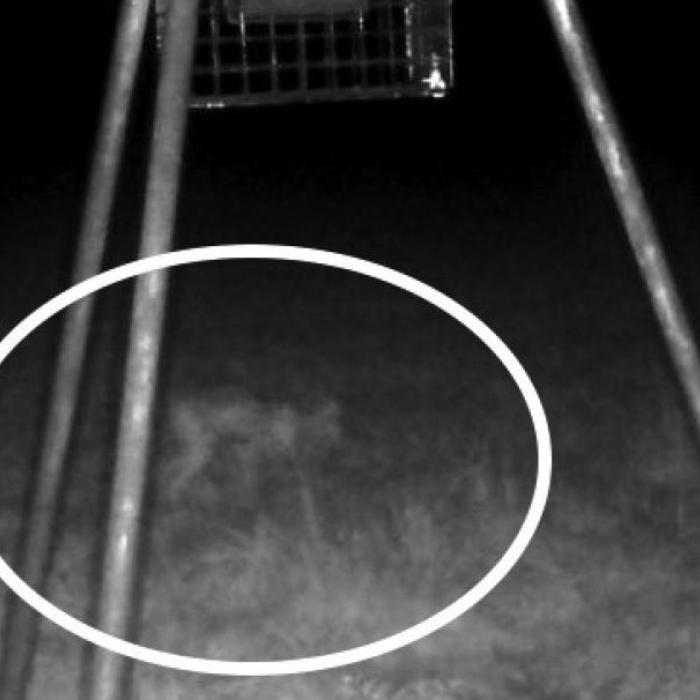A mysterious creature caught on a game camera at the Demel farm in Dubina last year will be featured on a Discovery Channel Expedition X episode next week titled “Texas Chupacabra.”