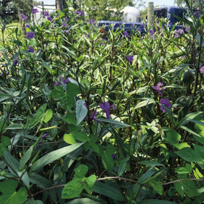 Mexican petunia has proven to be one of the hardiest plants in my landscape. But it can be quite invasive. Photo by Andy Behlen