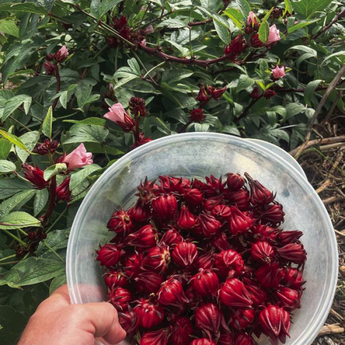 I took this photo of my roselle harvest in October of 2023. I’m growing this plant for the second time this year.