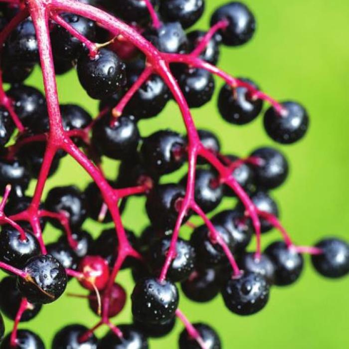 Elderberry berries