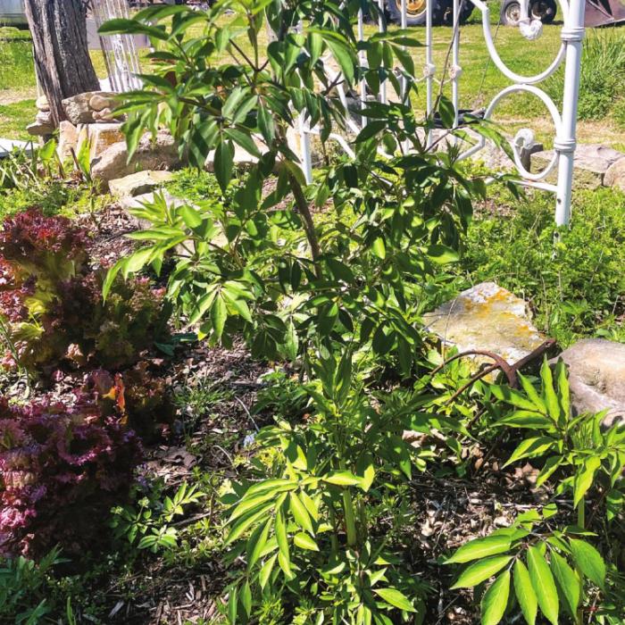 One of the elderberry “mother plants” growing at the Behlen Chateau in Cozy Corner.