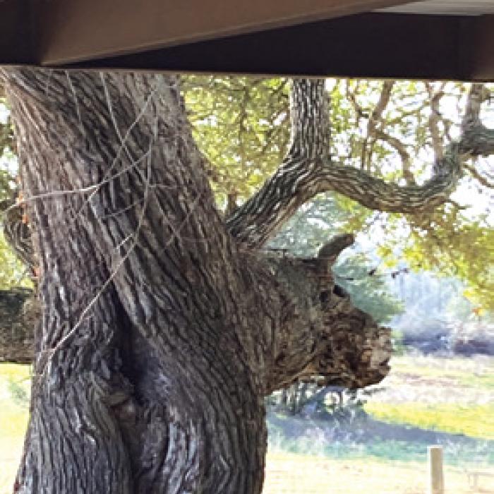 Jimmy Dwigans of CTL Tree Service in La Grange was trimming a tree last week on FM 2503 and sent us this photo because he thought this trunk looked like it had a bull charging out of it. We agree!