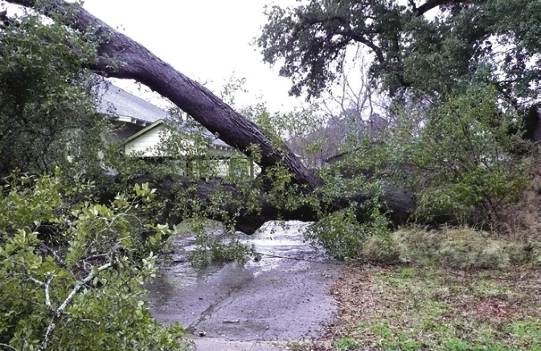 Saturated Soil Claims  Two Ancient Oaks in LG