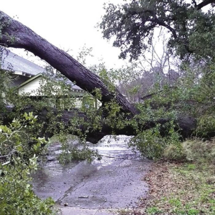 Saturated Soil Claims  Two Ancient Oaks in LG