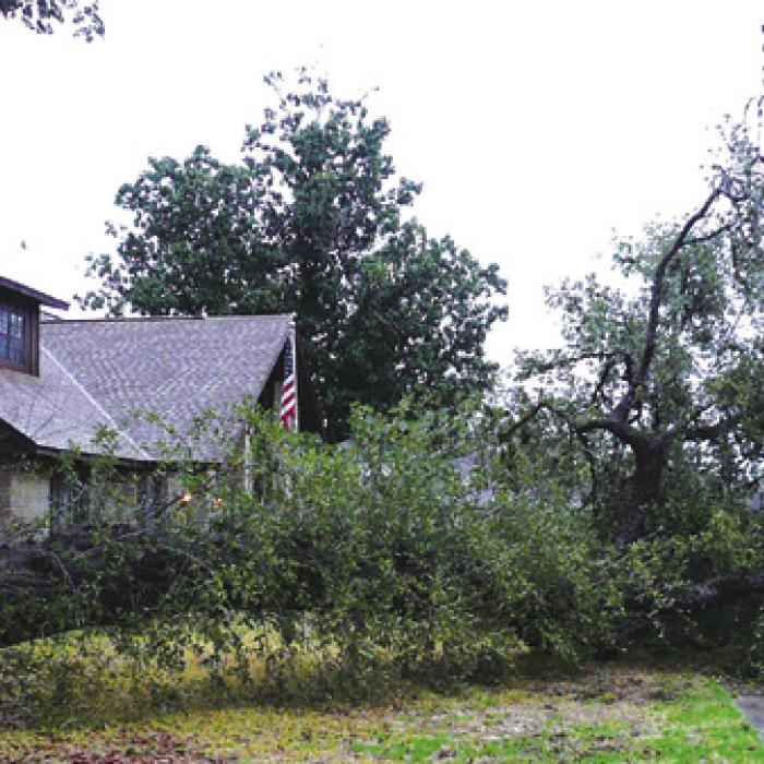 Saturated Soil Claims  Two Ancient Oaks in LG