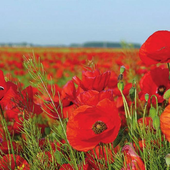 A field of Flanders poppies in bloom.