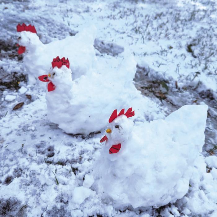 Douglas Janda, backyard chicken farmer, made snow chickens after the recent snowfall in Fayette County. Connie Julian shared the photo of his new flock.