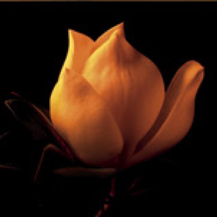 “Magnolia Bulb,” photograph by Jerry Herring