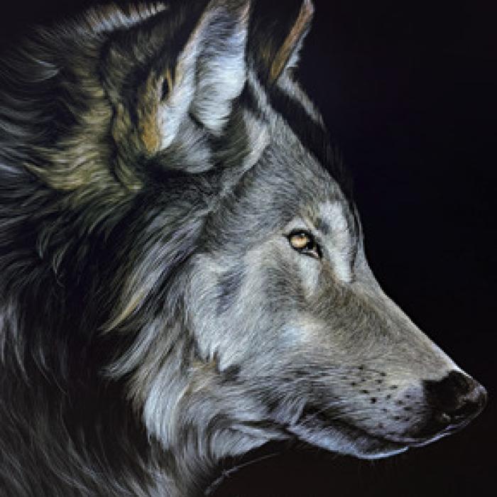 “Profile of a Wolf”, gicleé of scratchboard by Sally Maxwell