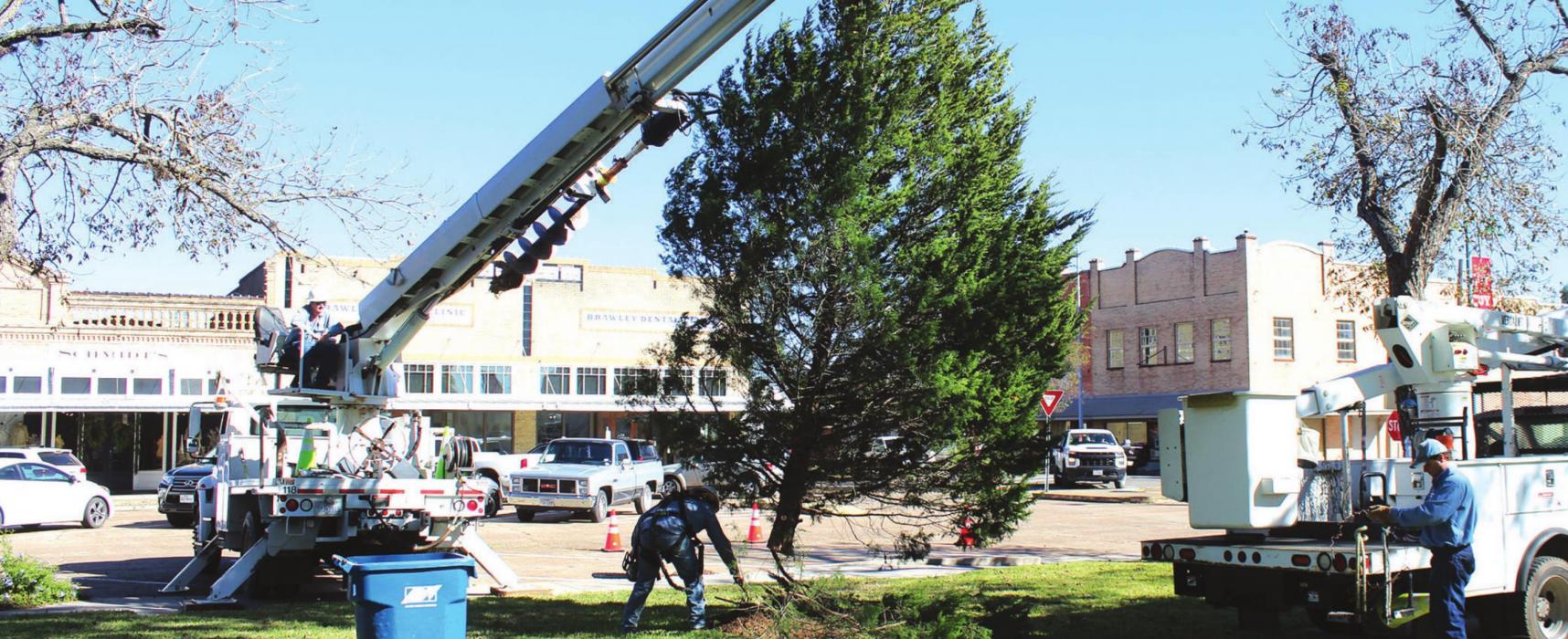 County Christmas Tree Goes Up as Holiday Season Hits Full S