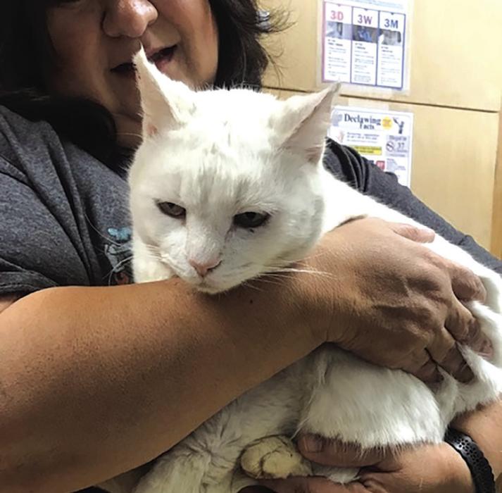 Robin the cat is back in the arms of her owner Lisa Foster of Cypress.