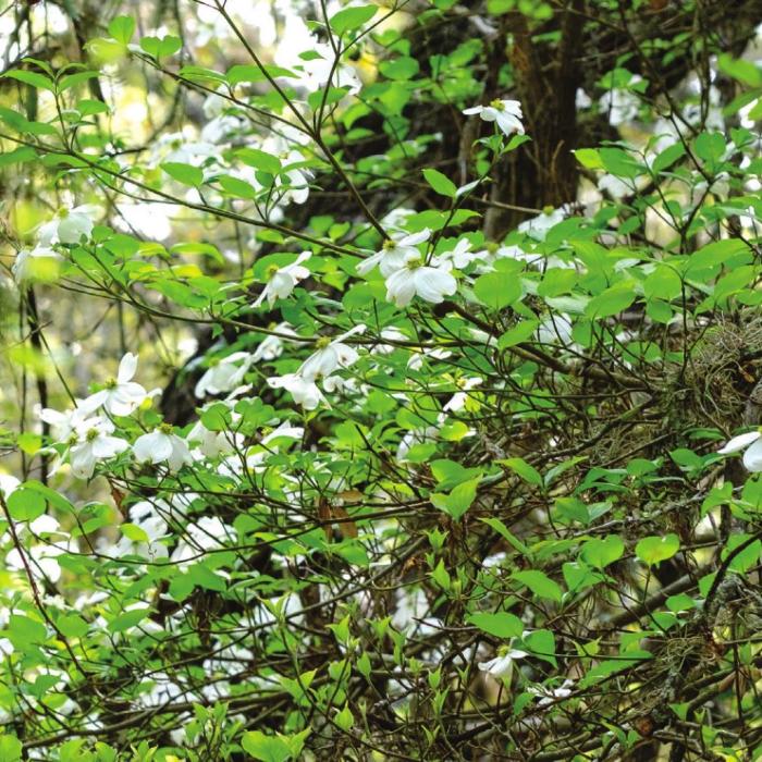 A Fayette County dogwood tree with spectacular blooms. Photos by Andy Behlen