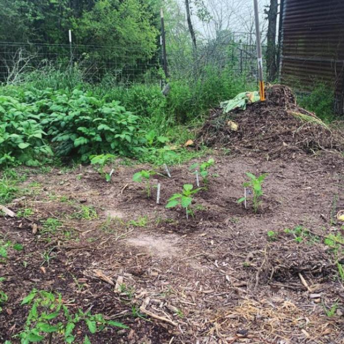 Notice the size of the potato plants in the back left of the photo above. They are about four times the size of the potato plants I’m growing in a different patch, pictured below. Both beds were prepared the same way with Medina Grown’ Green fertilizer, lava sand, cornmeal and molasses. The only difference is that the plants in the photo above were planted on a spot where my compost pile used to sit. I think it shows the importance of using homemade compost in vegetable gardening.