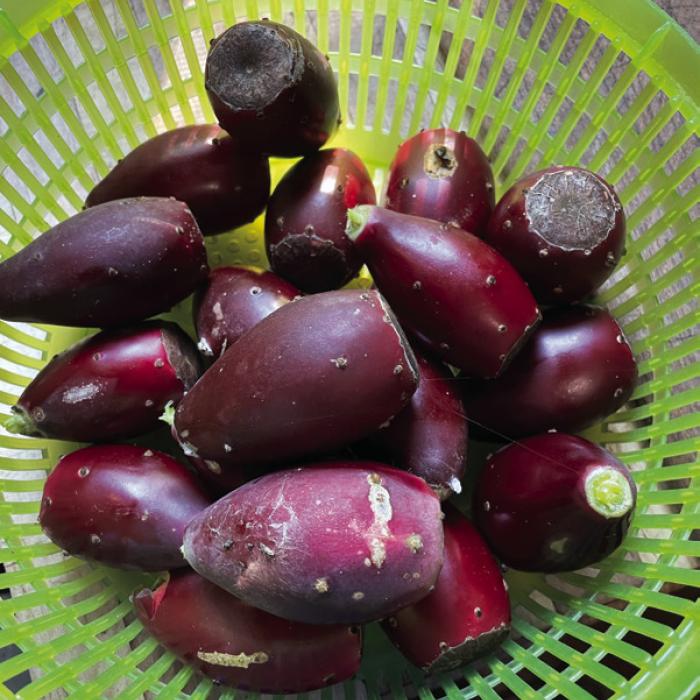 Last Saturday I harvested about 20 prickly pears, but a few of them were unripe.