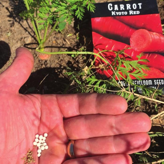 Notice the difference between the pelleted carrot seeds and normal carrot seeds. Pelleted seeds are much easier to plant.