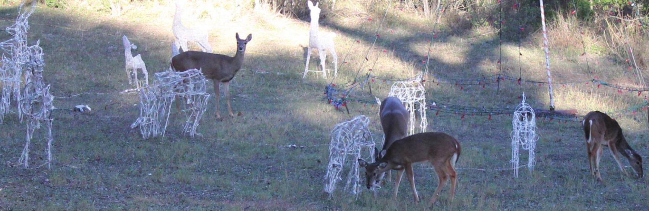Four real deer mingled with the lighted reindeer frames at the park Tuesday afternoon. Photos by Jeff Wick