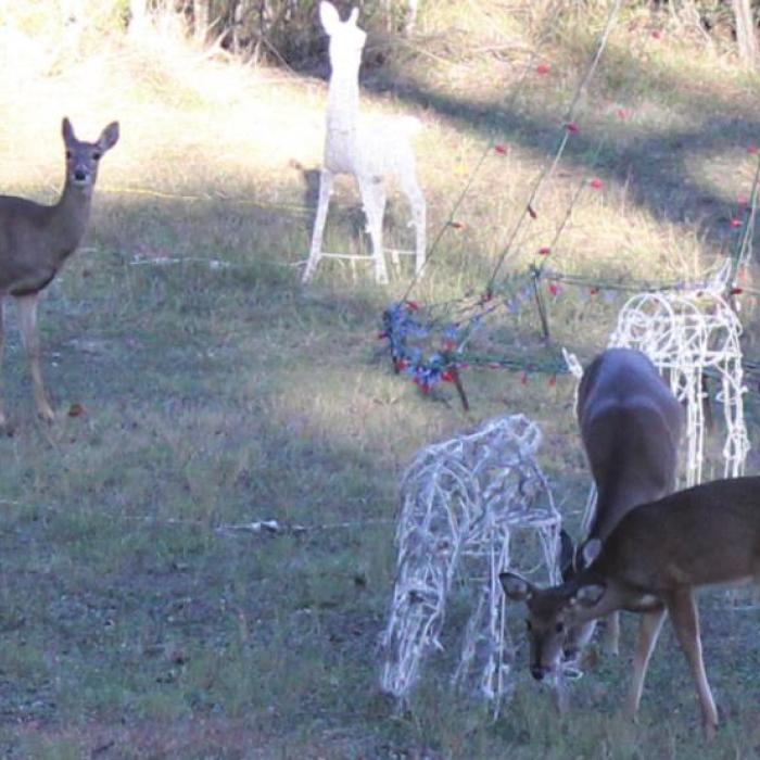 Four real deer mingled with the lighted reindeer frames at the park Tuesday afternoon. Photos by Jeff Wick