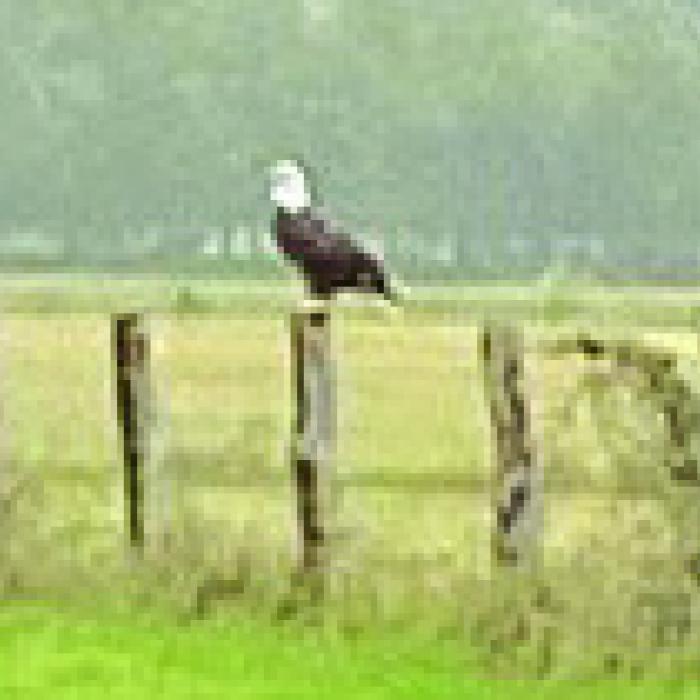 Bald Eagle Spotted Near Holman