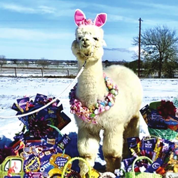 Local Alpaca Finalist in Cadbury Contest