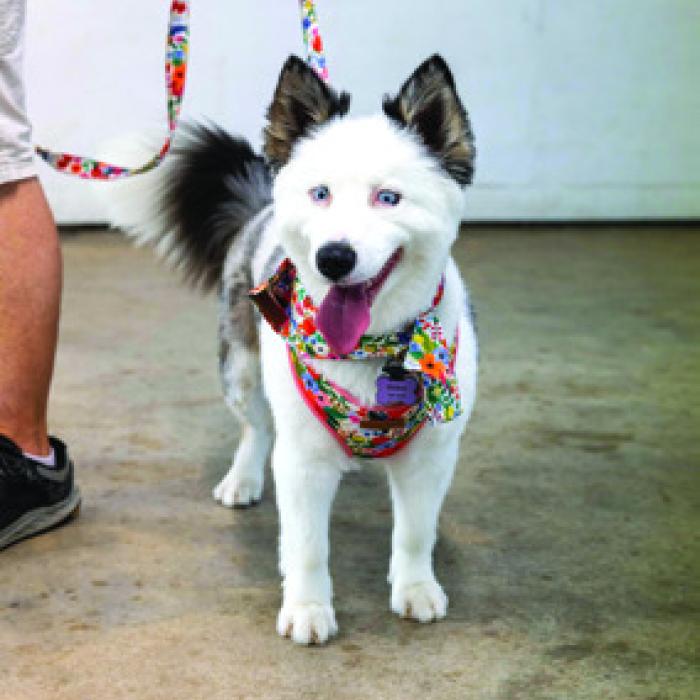 Helen Keller won “Best Tail Wagger.”