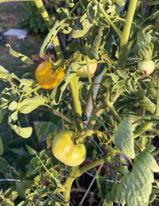 These ‘Golden Jubilee’ tomatoes show some signs of heat-related leaf curl.